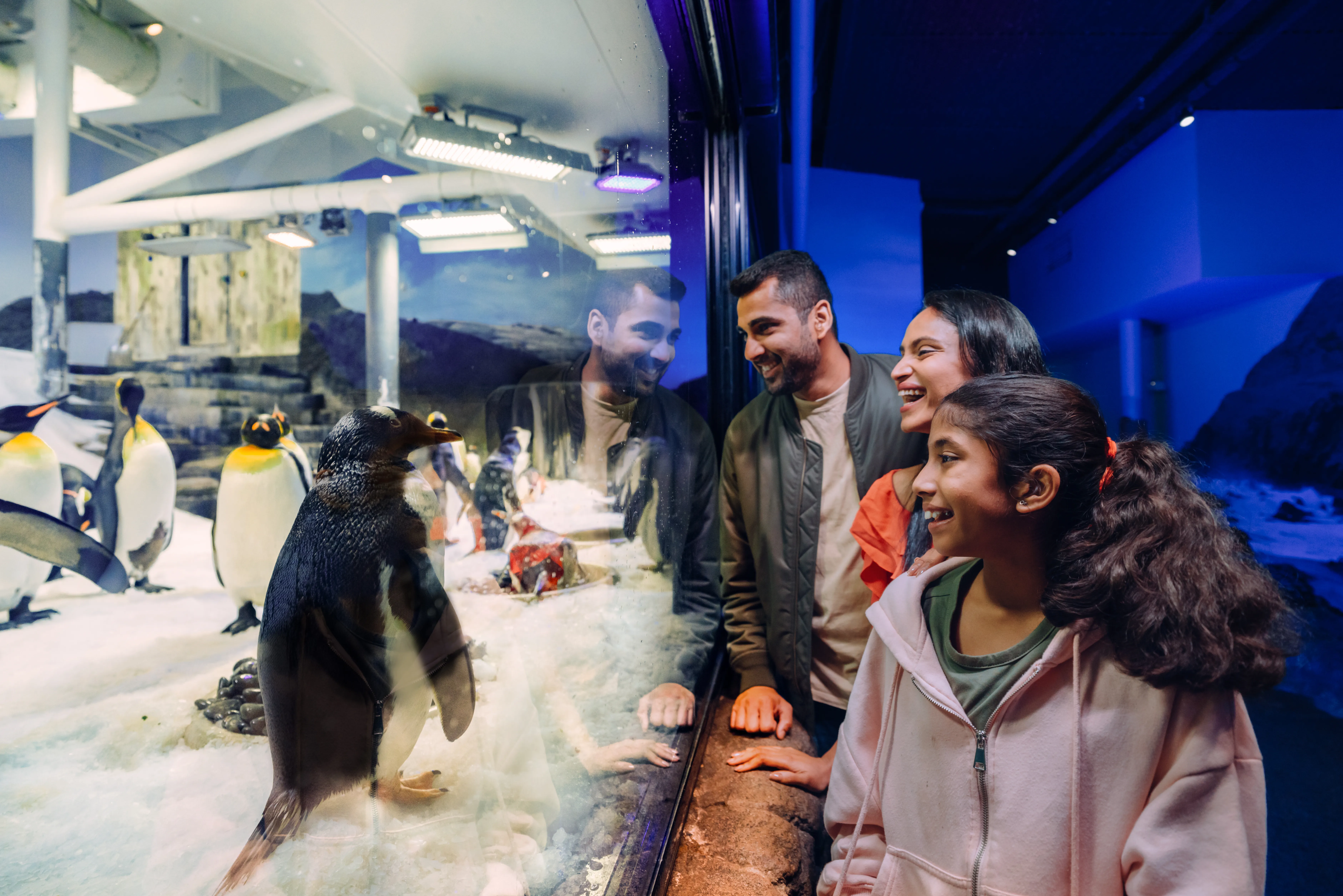 00007 SLSA Penguin Expedition 2025 [USE GLOBAL] [EXP INPERP] Family Looking At Gentoo Penguin (1)
