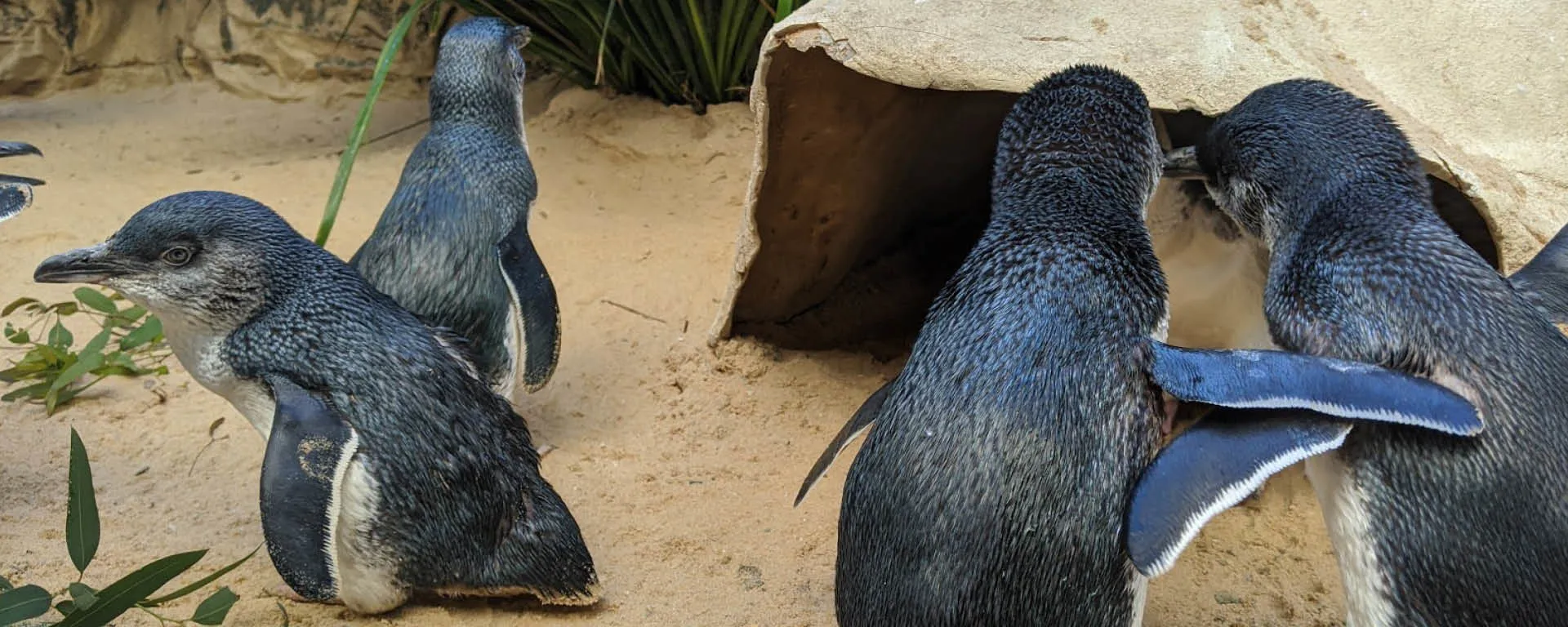 Little Penguins Cuddling