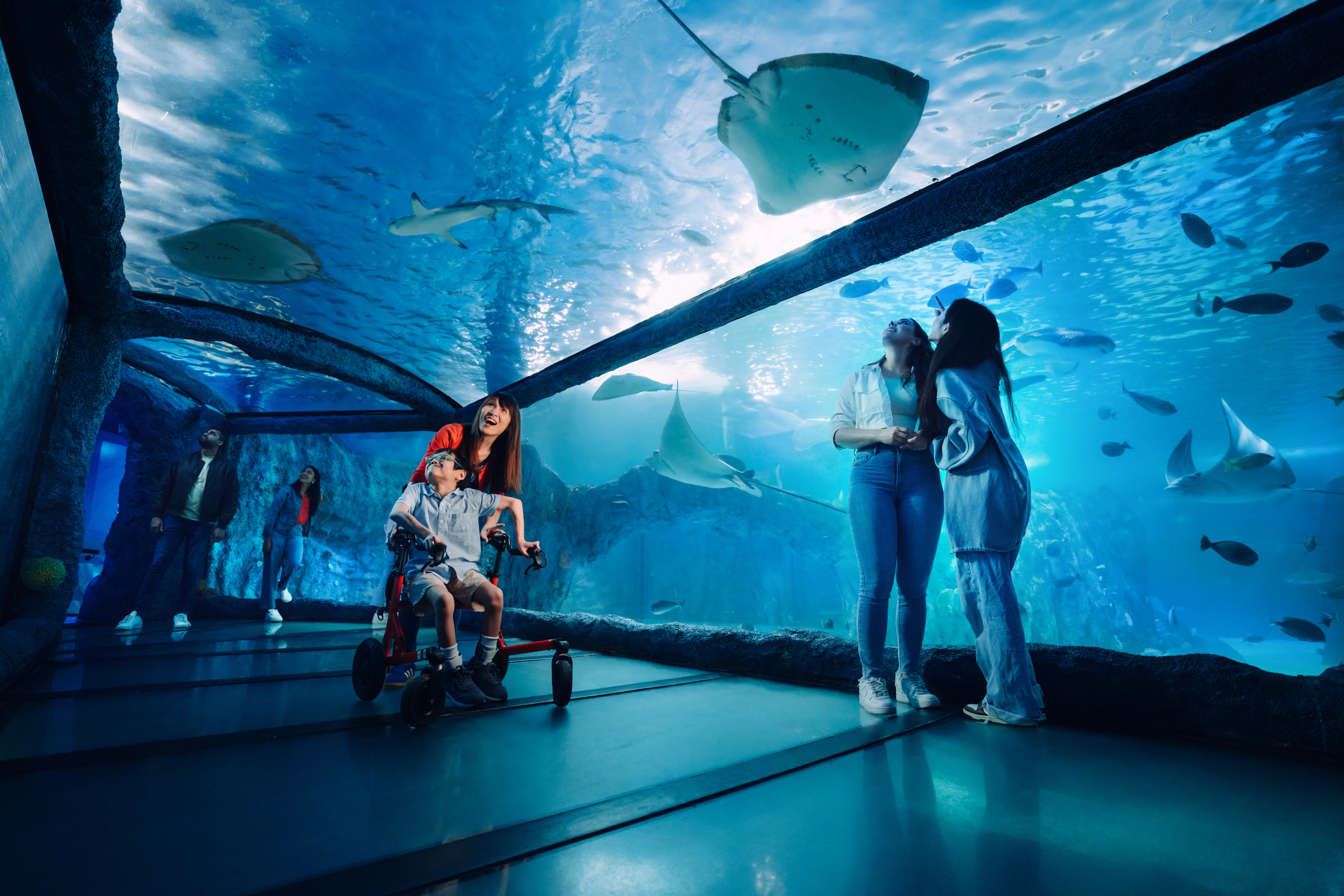 Guests enjoying 360 tunnel in Day and Night on the Reef at SEA LIFE Sydney Aquarium