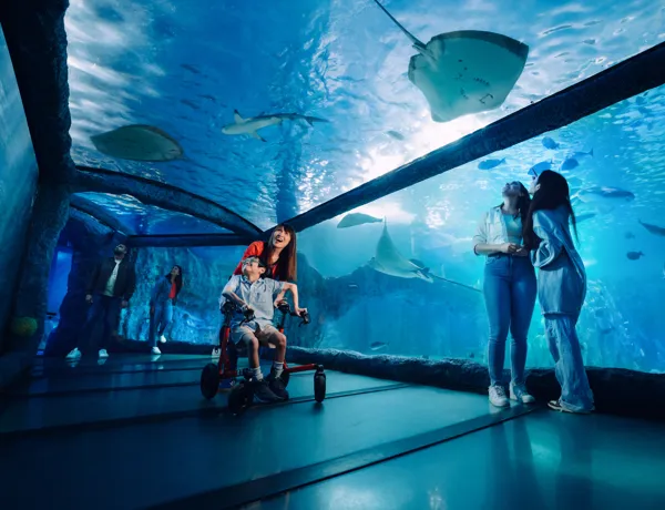 Visitors in the Day and Night on the Reef tunnel at SEA LIFE Sydney Aquarium
