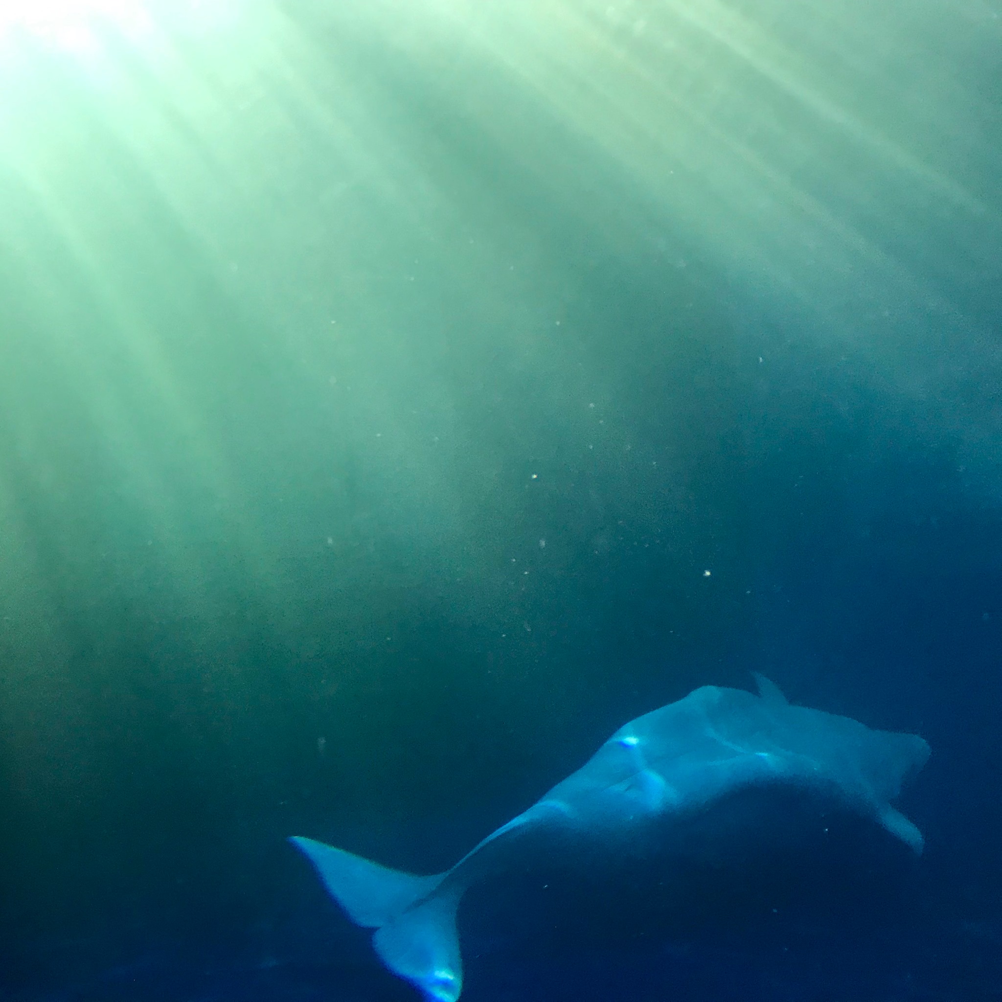Beluga Swimming