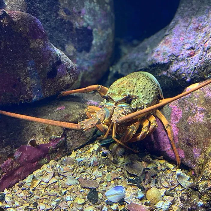 Crayfish