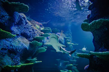 Blacktip Reef Shark 3