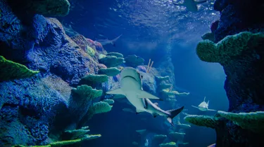 Blacktip Reef Shark 3