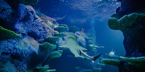 Blacktip Reef Shark 3