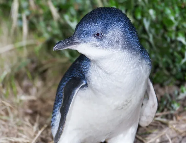 Aussie Animal Passport Animal Little Penguin