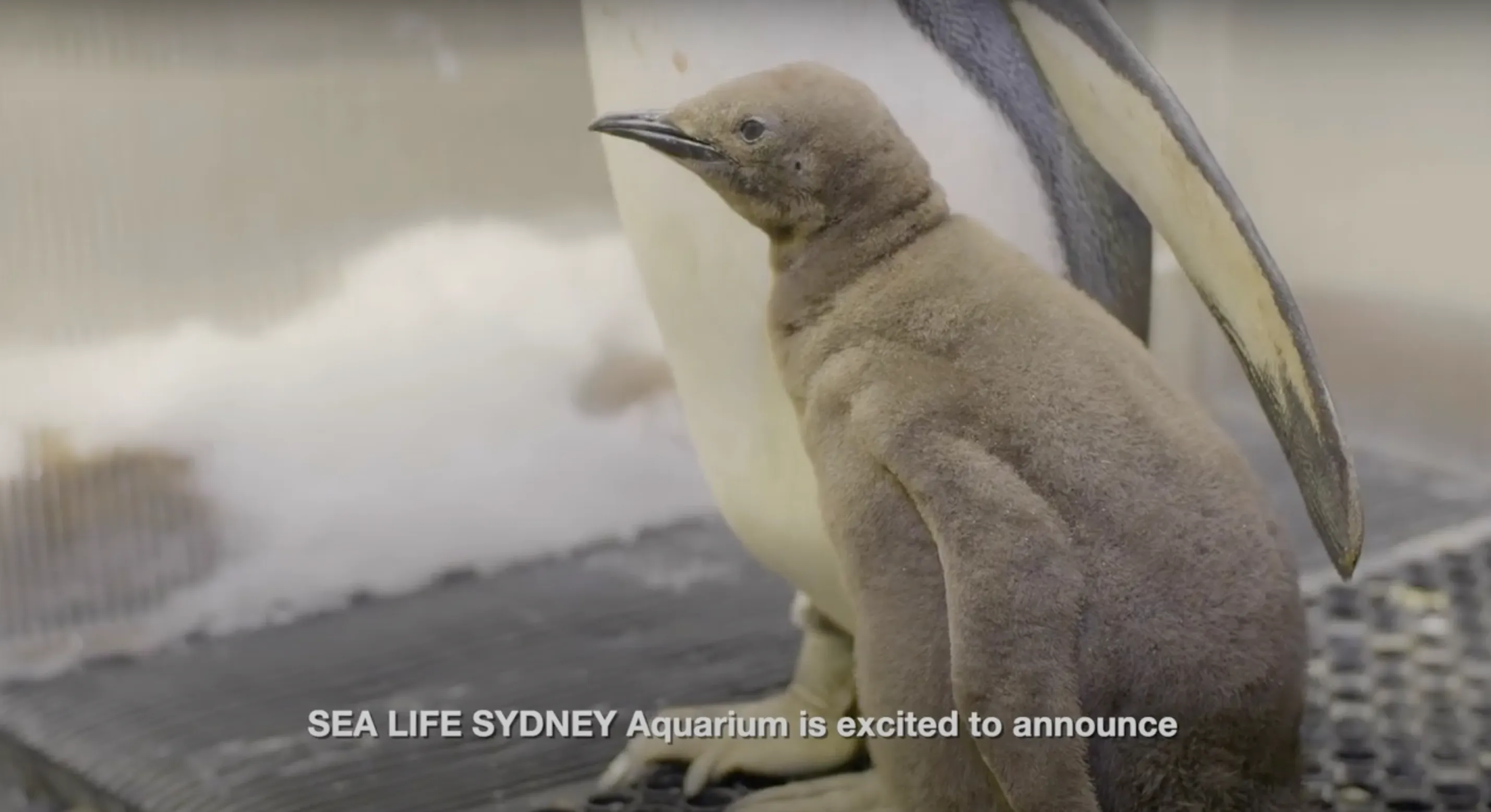 King penguin chick