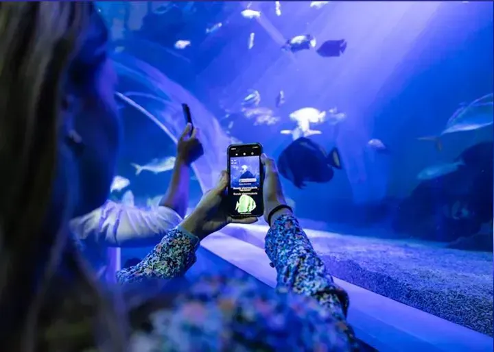 Guest using Sea Scan App