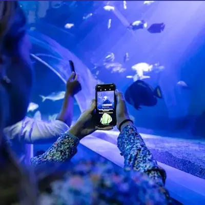 Guest using Sea Scan App