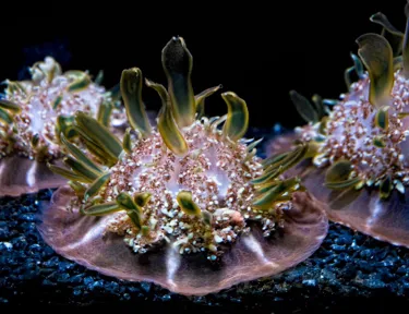 Upside-Down Jellyfish