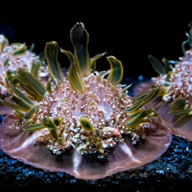 Upside-Down Jellyfish