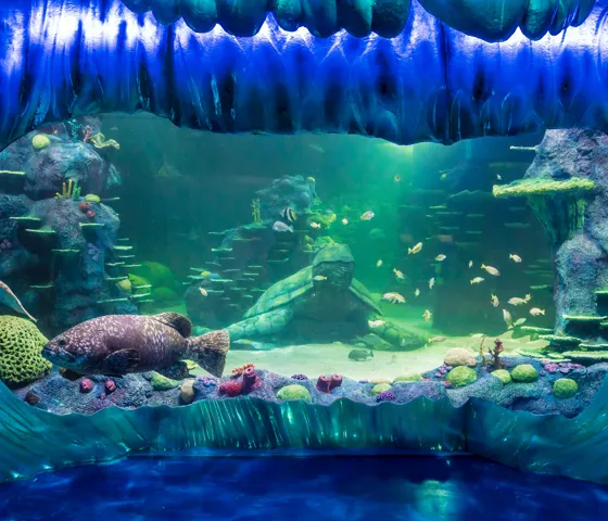 A Giant Wrasse Swims By Beneath The 'Frozen Wave'