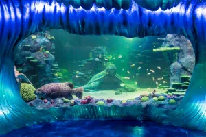 A Giant Wrasse Swims By Beneath The 'Frozen Wave'