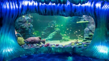 A Giant Wrasse Swims By Beneath The 'Frozen Wave'