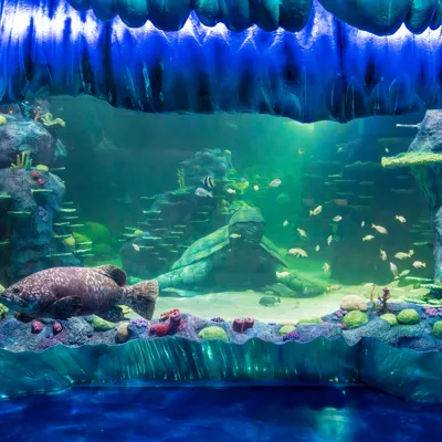 A Giant Wrasse Swims By Beneath The 'Frozen Wave'