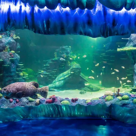 A Giant Wrasse Swims By Beneath The 'Frozen Wave'