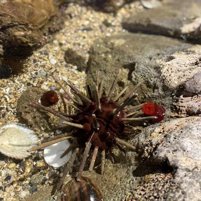 pencil sea urchin