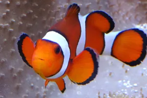 Clownfish