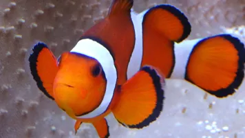 Clownfish