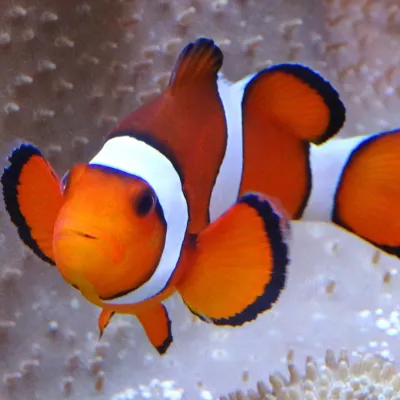 Clownfish
