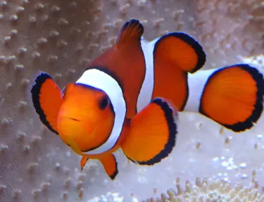 Clownfish
