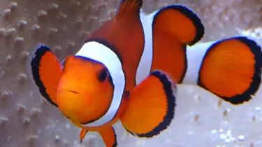 Clownfish