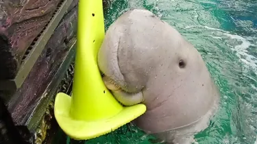 Pig our resident dugong being cute