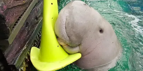 Pig our resident dugong being cute