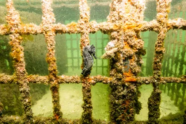 Release White Seahorses Anchored To Seahorse Hotel 3 (1)