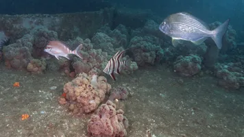 Soft Corals On Adelaide1 S