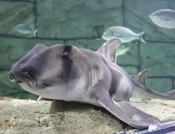 Port Jackson Shark