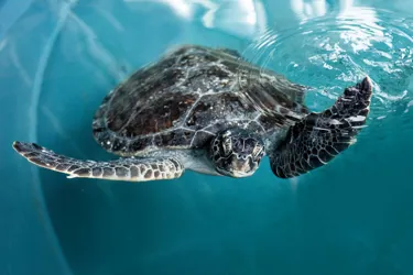 Turtle at Rescue centre in SEA LIFE Sydney Aquarium