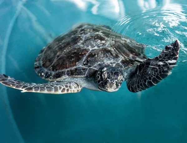 Turtle at Rescue centre in SEA LIFE Sydney Aquarium