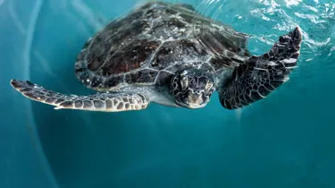 Turtle at Rescue centre in SEA LIFE Sydney Aquarium