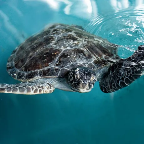 Turtle at Rescue centre in SEA LIFE Sydney Aquarium