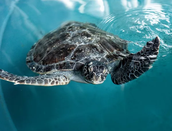 Turtle at Rescue centre in SEA LIFE Sydney Aquarium
