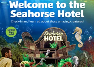 SL Seahorses Whatson 700X700px