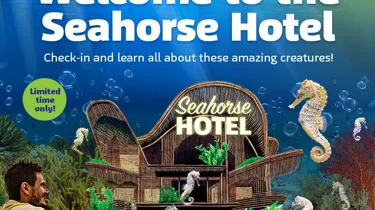 SL Seahorses Whatson 700X700px