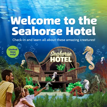 SL Seahorses Whatson 700X700px