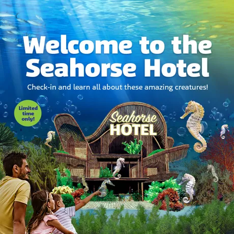 SL Seahorses Whatson 700X700px