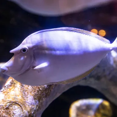 Unicornfish