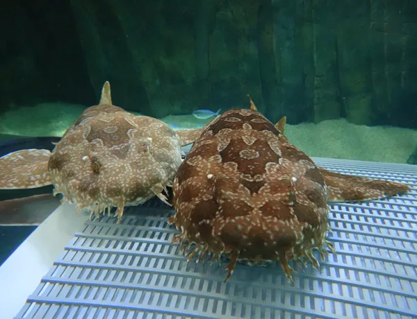 2 Wobbegong Sharks together at SEA LIFE Sydney Aquarium