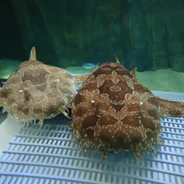 2 Wobbegong Sharks together at SEA LIFE Sydney Aquarium