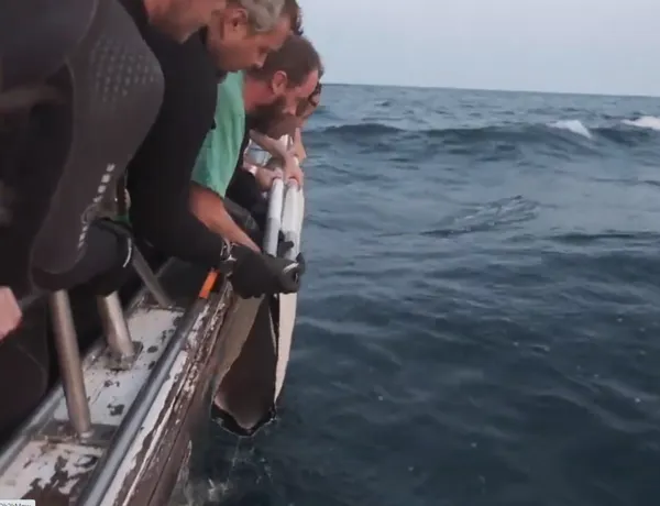 Shark Release