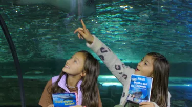 SEA LIFE Sydney Aquarium Myths And Legends Shark Valley Tunnel