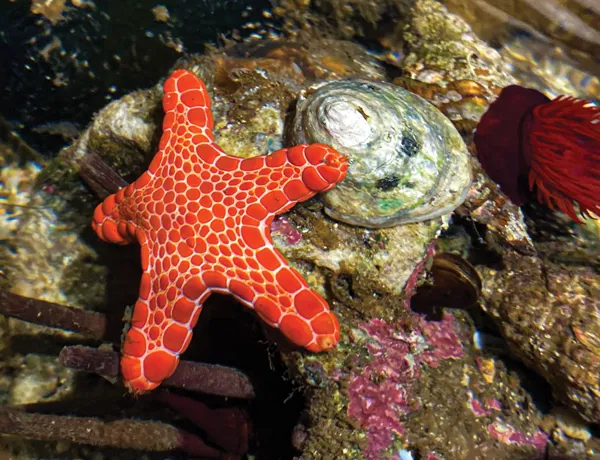 Rockpool Life Animals & Creatures | SEA LIFE Sydney Aquarium