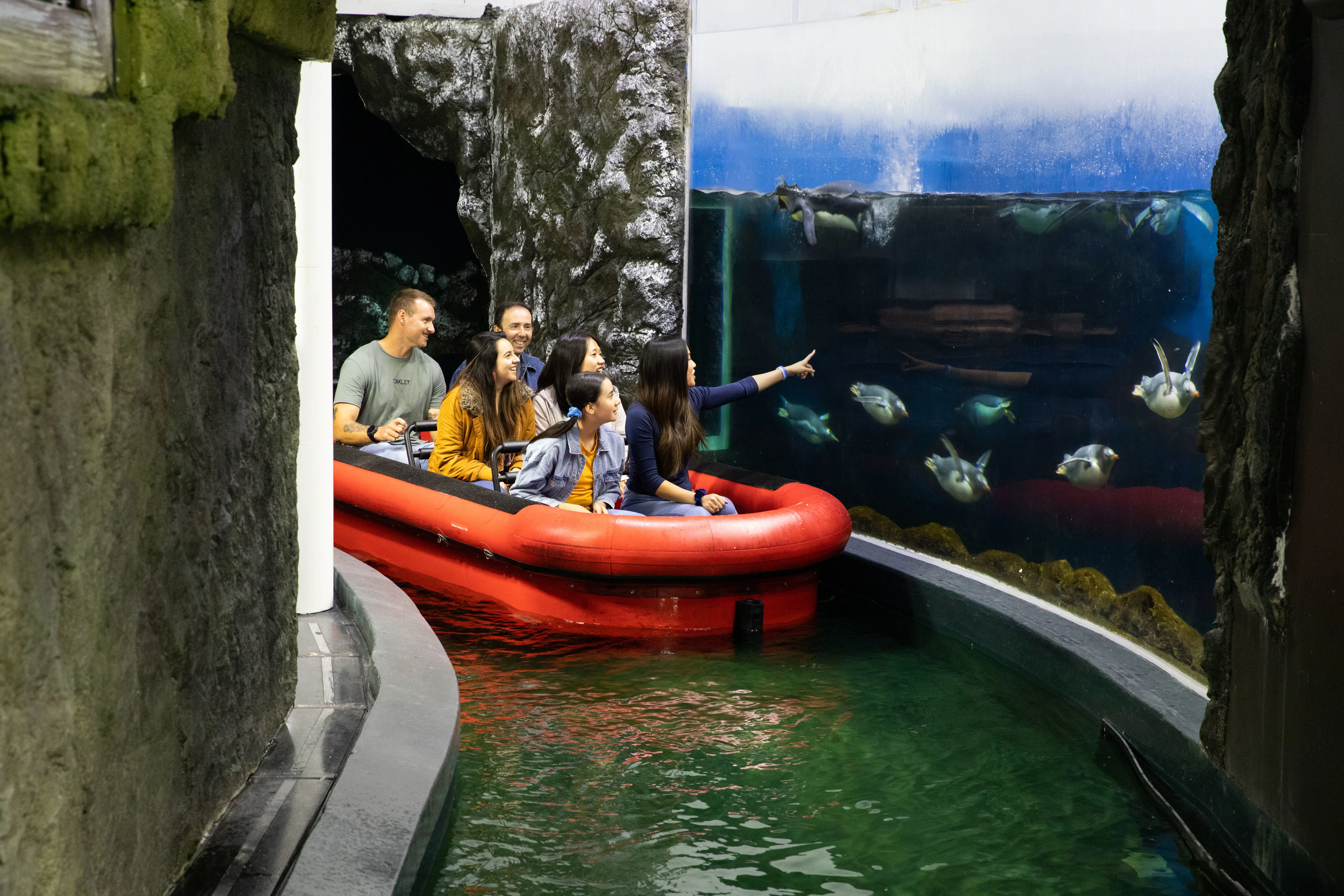 Guests Spot Gentoo Penguins Swimming Next To Boat