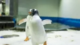 10 Gentoo Penguin Waddles On Ice