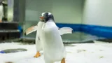 10 Gentoo Penguin Waddles On Ice