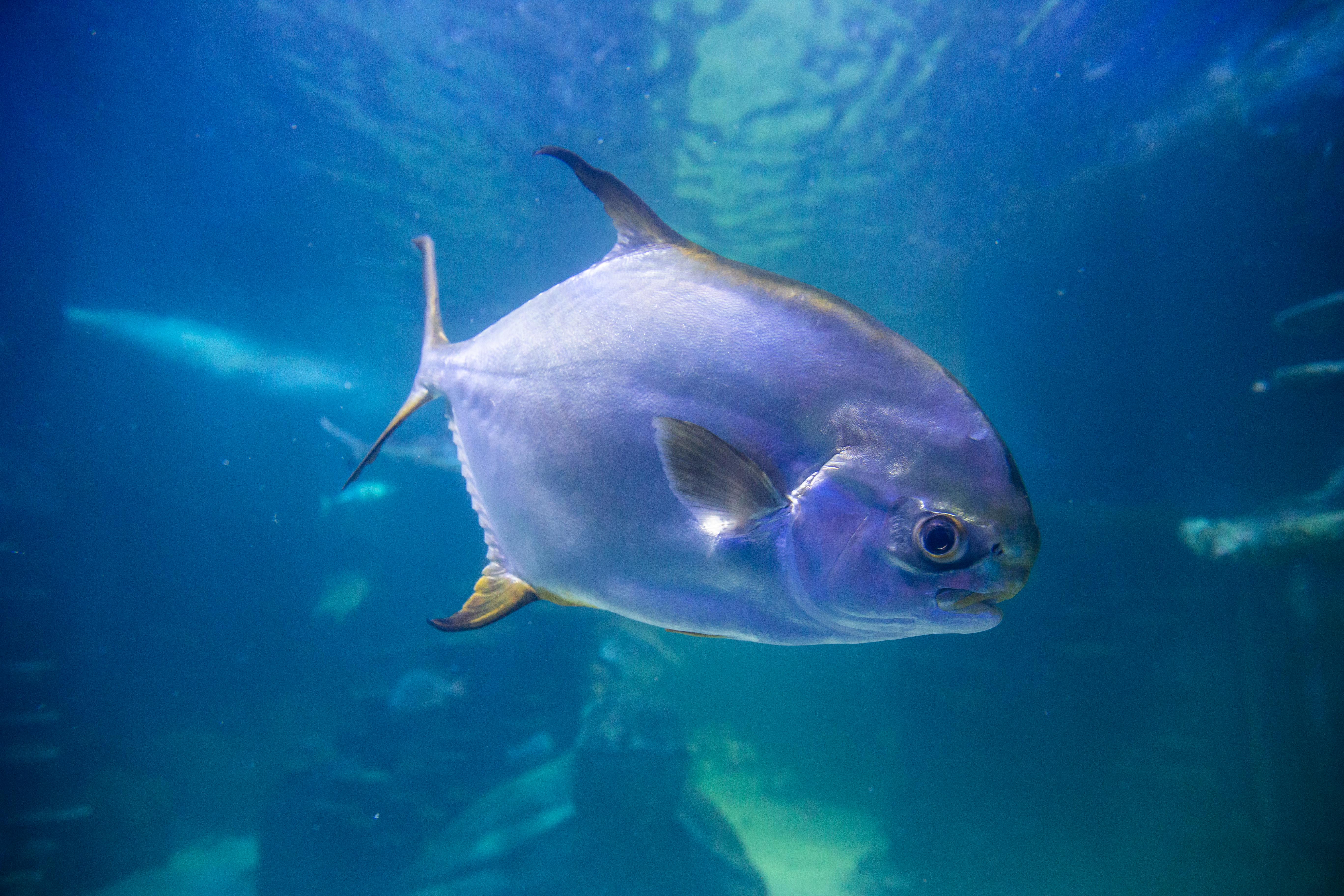 Ocean Fish | SEA LIFE Sydney Aquarium